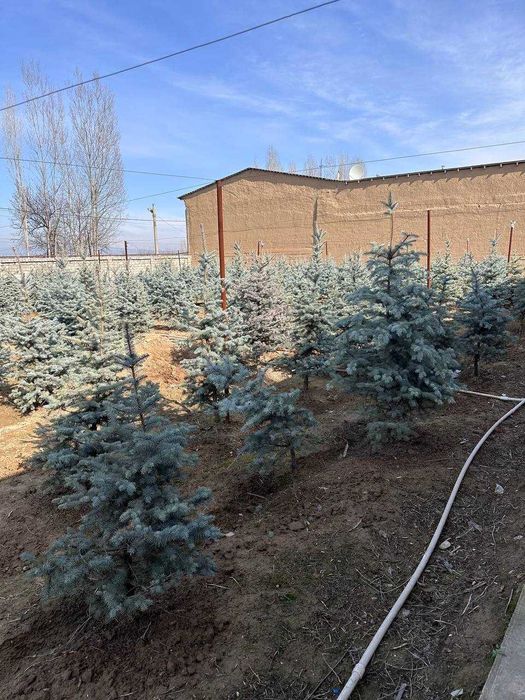 Ель голубая ko'k archalar sotiladi