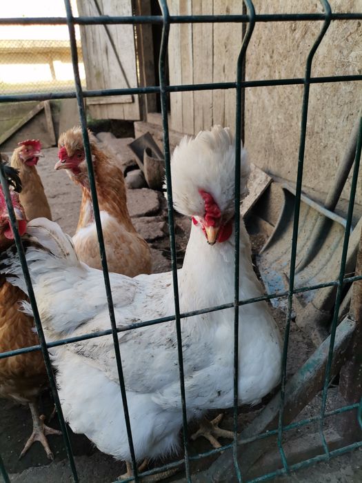 Wiandotte gsg și moțate