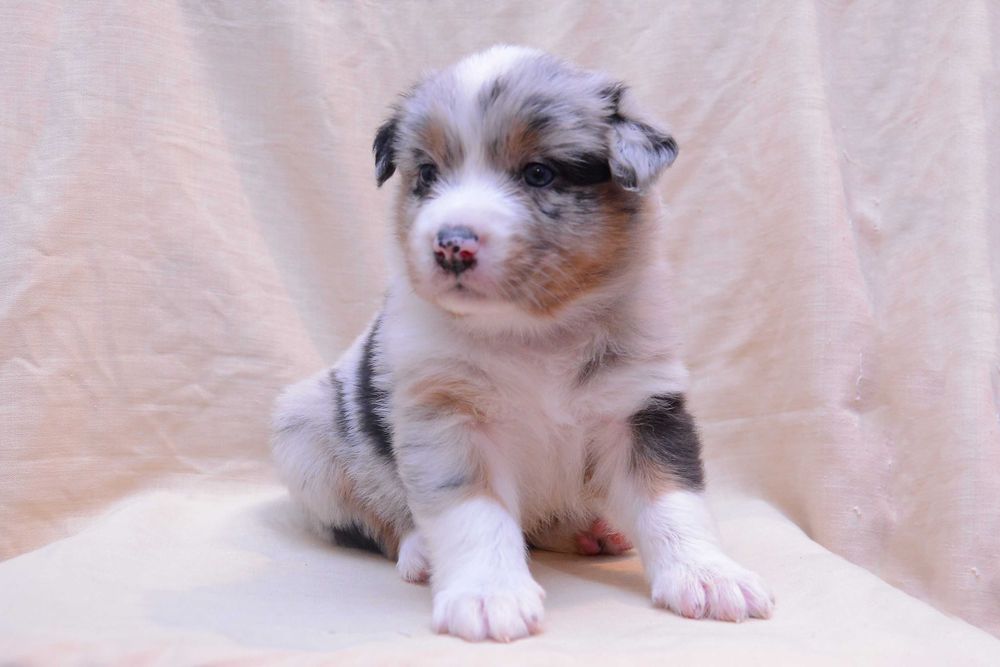 Черно-белый щенок ньюфаундленда. Азиатская овчарка. Той терьер пинчер. Щенок караганда. Щенок караганда.