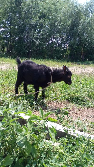 vând țap din capra ciula
