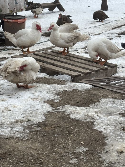 Rate lesesti, ratoi romanesc, gascan lesesc si cocosi pitici