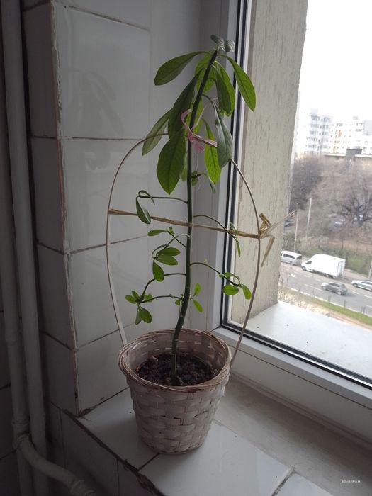 Plante ieftine de interior