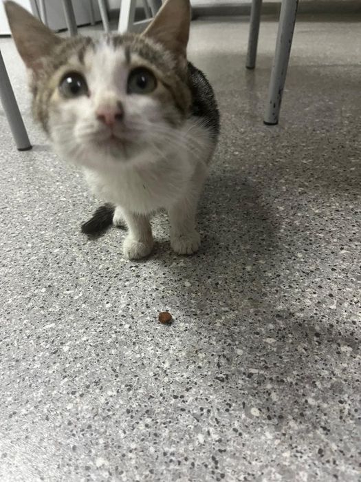 Котёнок в добрые руки