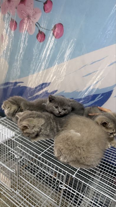 Котята Скоттиш страйт и Скоттиш фолд боллари