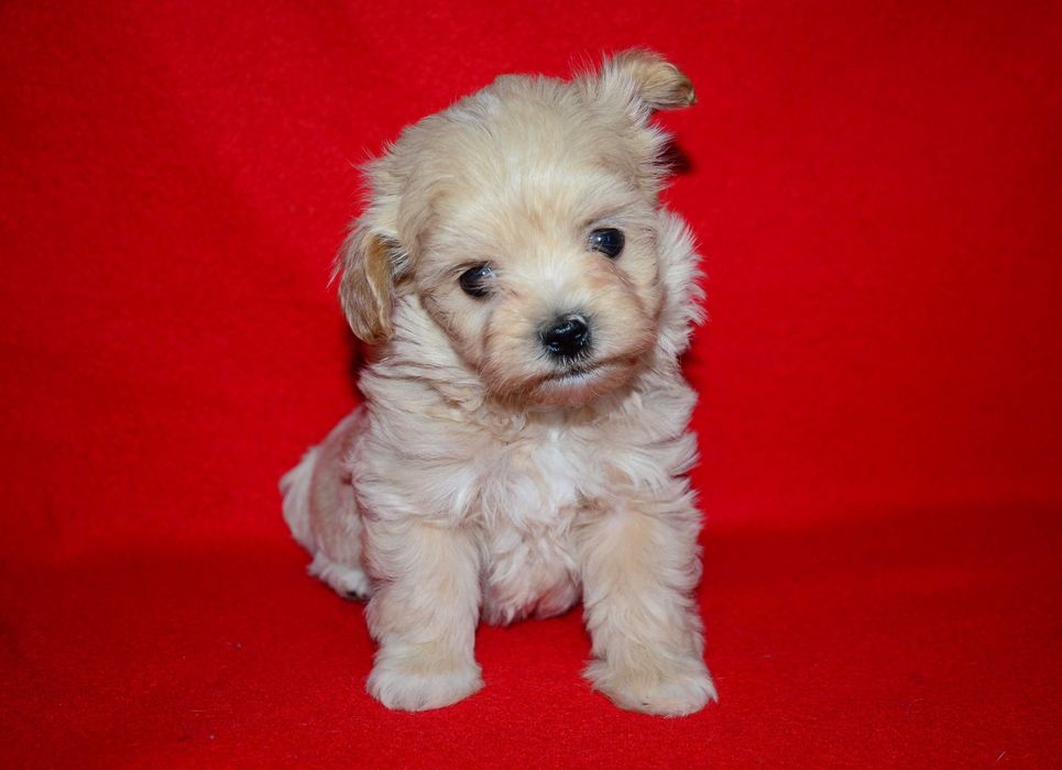 Шикарные щенки Мальтипу F1 (Maltipoo) ! Мини  !