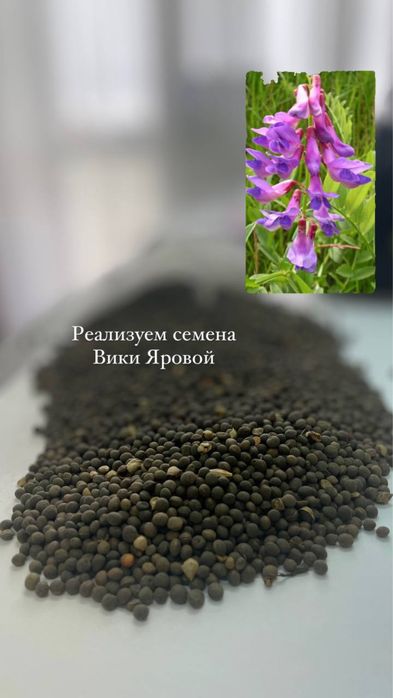 Вика яровая семена
