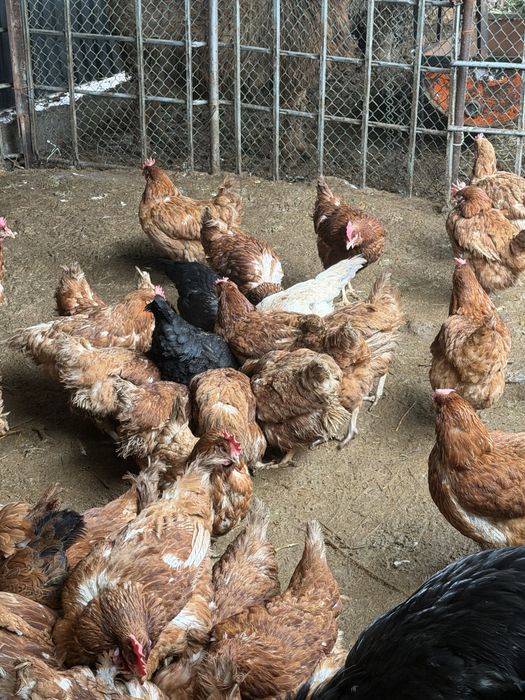 Куры обмен на петуха