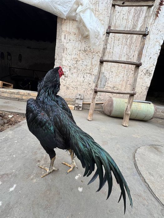 Tailnd xuroz sotiladi