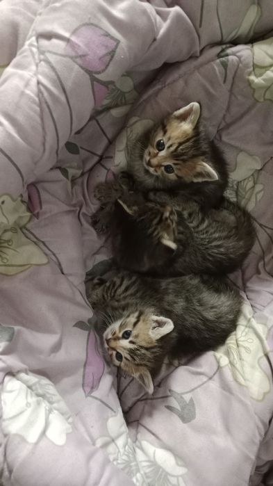 Отдаем котят в добрые руки