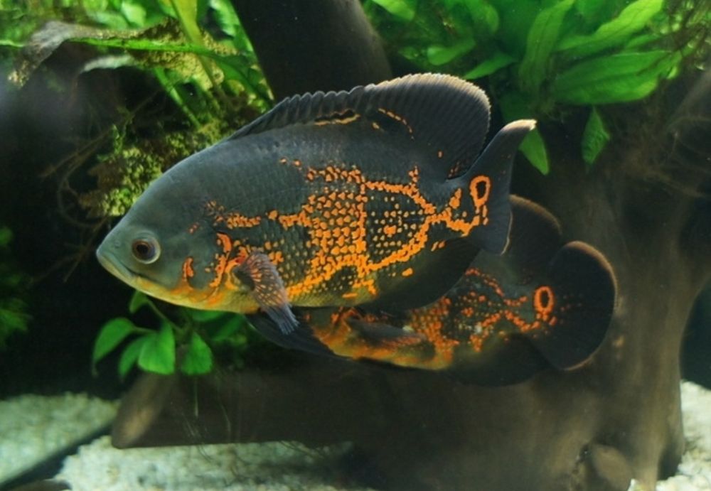 Рыбки для акварюма