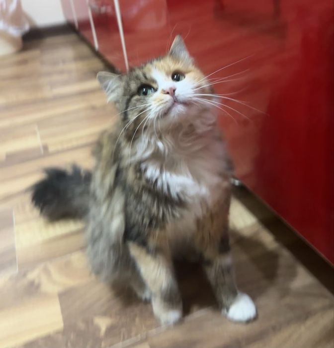 Отдам даром девочку