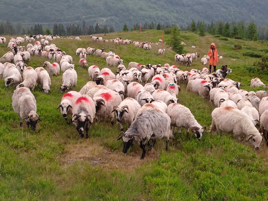 De vânzare 130 de oi cu 700 de lei bucata sau pe ales 1000