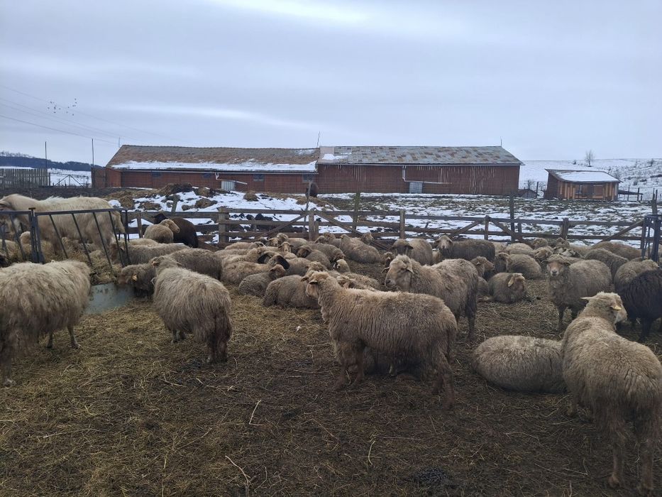 Oi de vânzare 200 bucăți