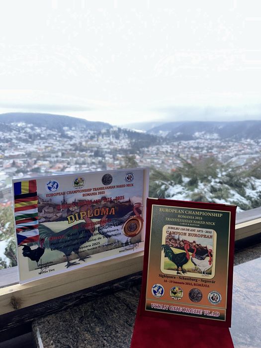 Ouă incubat  Gât Golaș de Transilvania