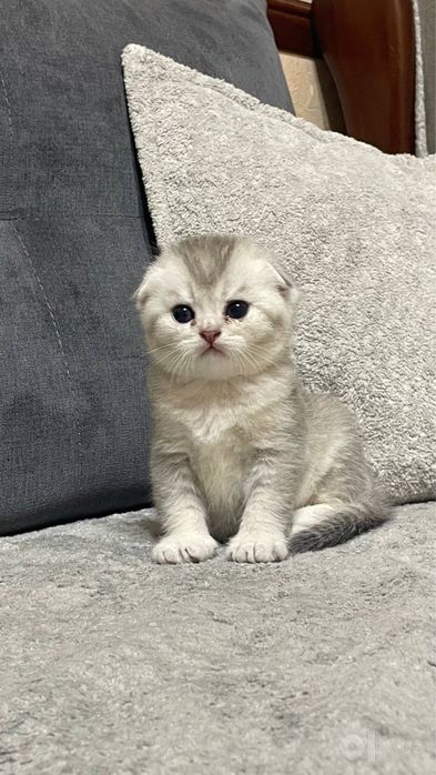 Котята серебристые шиншиллы