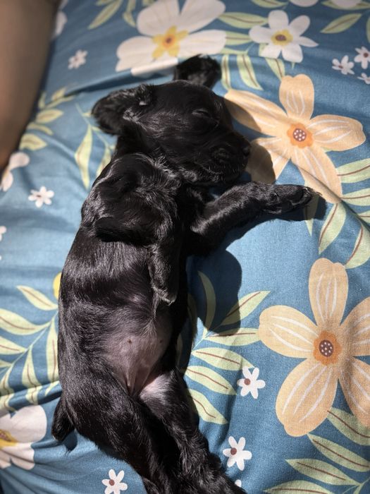 Продам русский охотничий спаниель