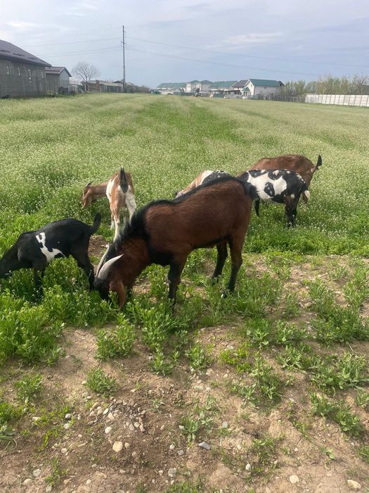 Tap amglonubian ,rasa  pura