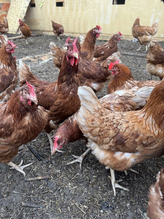 Домашние курицы продам