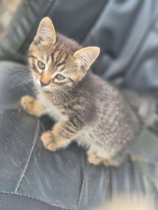 Котята, 3 месяца