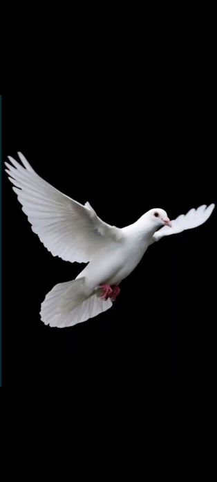 Голуби  белые  продам.