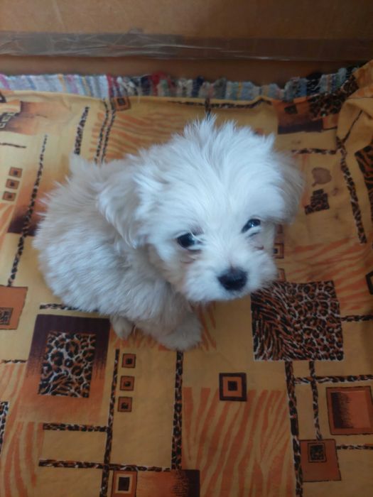 Bichon Havanez(băiat)