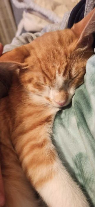 Търсим дом за Арти