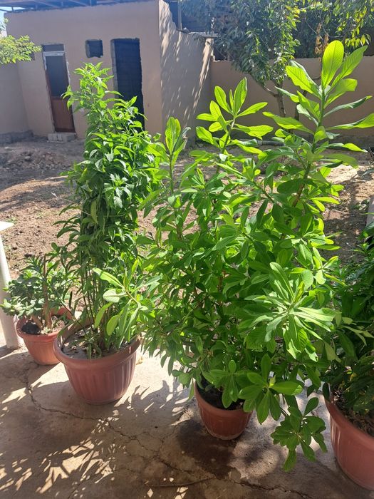 Honaki dekorotiv va dorivor gullar