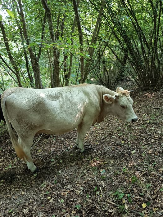 Vând jurincă a fata gestanta in luna a noua
