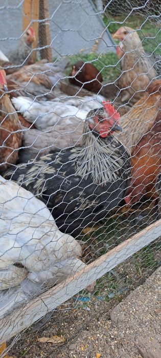Продавам породисти Петли