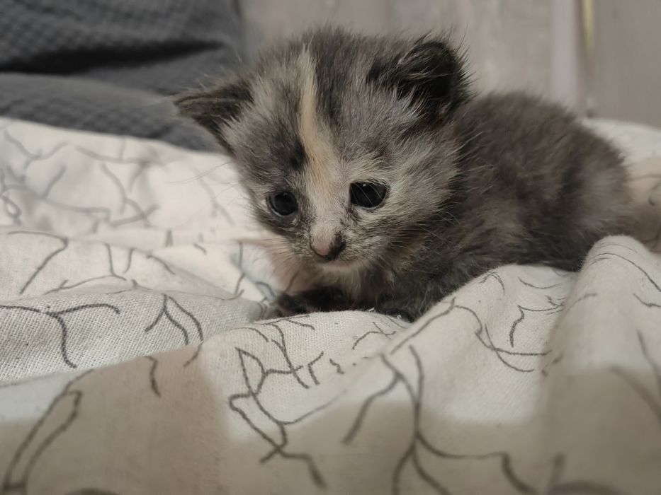 Отдаём котят в добрые руки