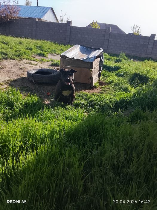 Ит сатылады бурнида тұр