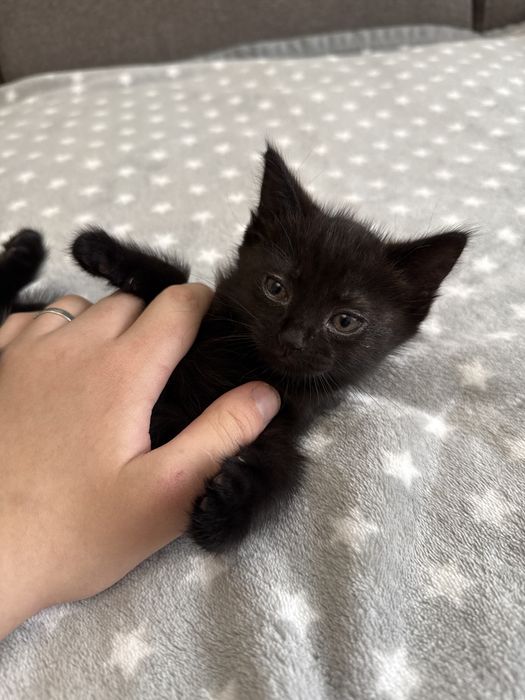 Отдам котенка