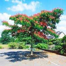 Продавам липи, брези, албиции и ружи