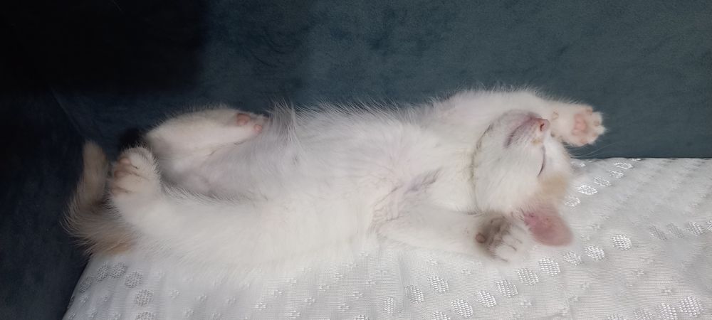 Котёнок девочка в добрые руки