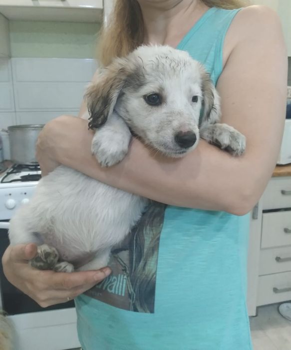 Дарю щенят!    .