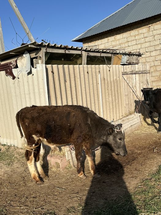 Бұзау сатылады Шымкент срочно