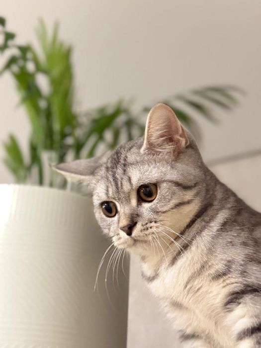 Продам котёнка 15 тыс