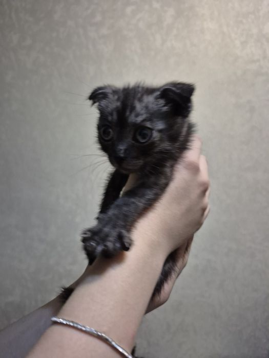 Отдаю котёнка веслоухий