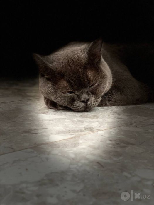 British scottish fold cat. Mushuk sotiladi
