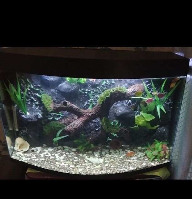 Авални аквариум барча размерда бор
