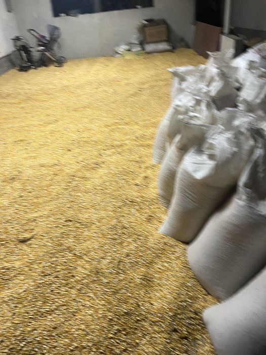 Жүгері сатылады (кукуруза продаётся)