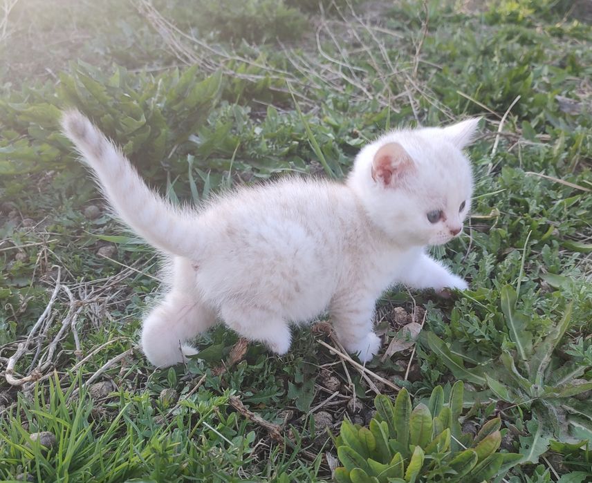 Шатланские котята