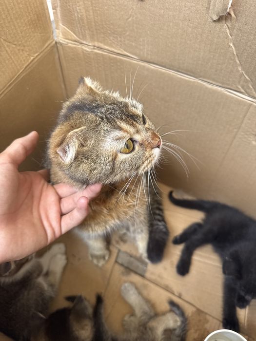 Кошки Шилшила,Британские
