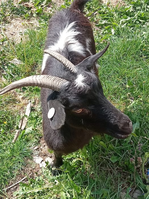 Vând o ieduța a fata