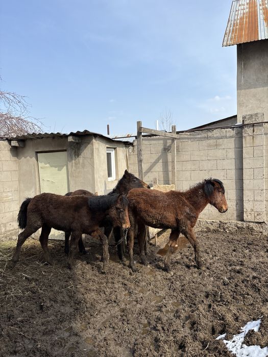 Тай жеребёнок срочно