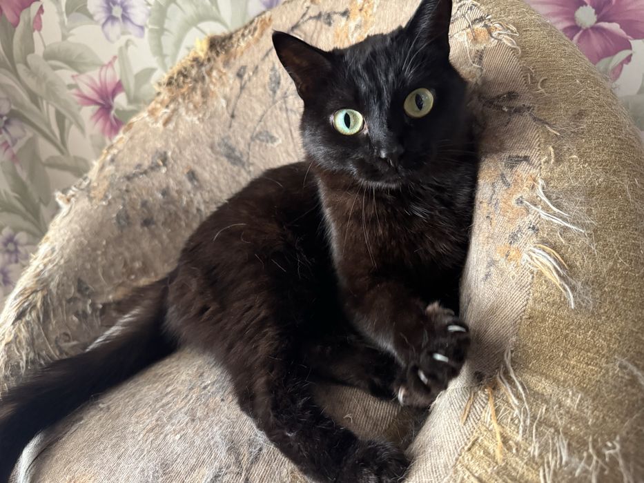 Отдадим кота в хорошие руки