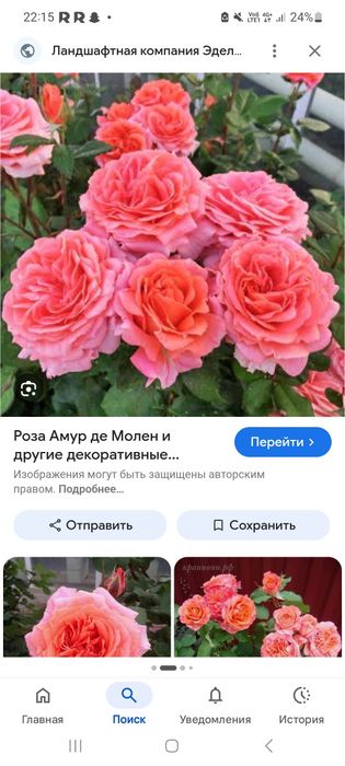 Саженцы роз.цветы