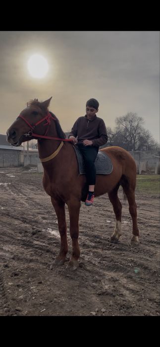 Продам мерина !!!