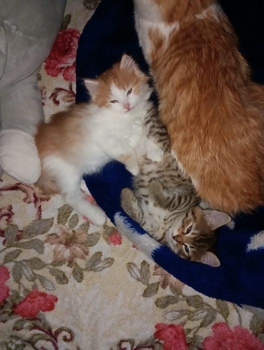 Отдам котят в добрые руки