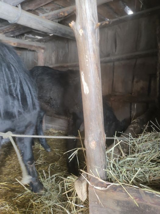 Продам жеребчика, жибагы 250 тыс